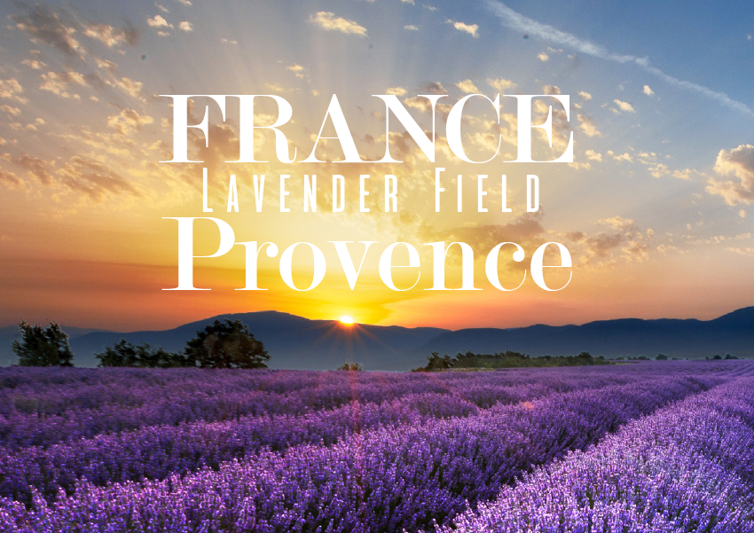 France Lavender Field Provence