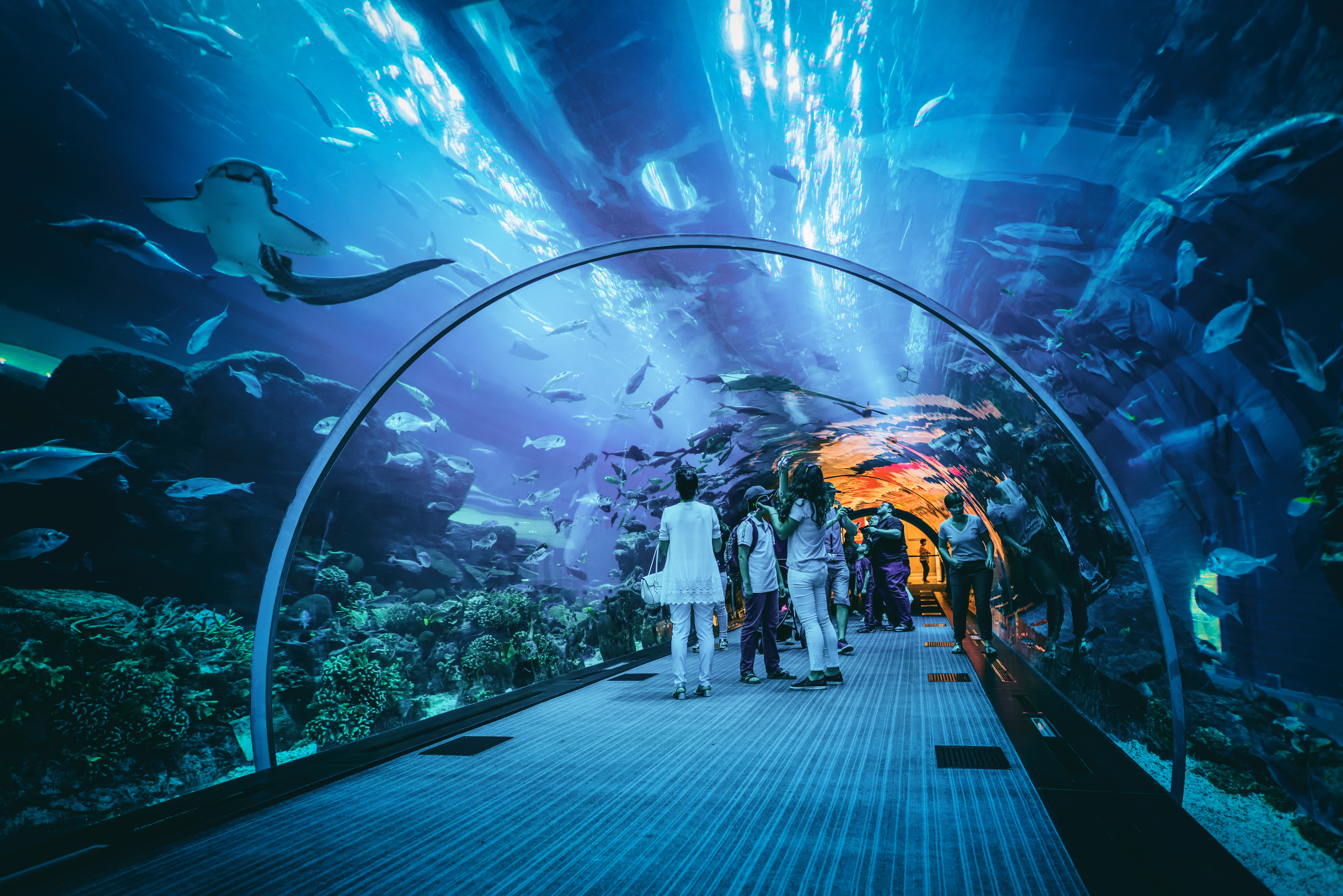 Отзыв sea life. Океанариум в Дубай молле. Аквариум в Dubai Mall, Дубай. Дубай Молл аквариум. Дубайский океанариум в Дубай молле.